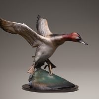 Canvasback Small Edition